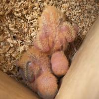 Pappagalli inseparabili Fischer pulli