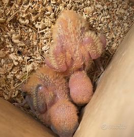 Pappagalli inseparabili Fischer pulli