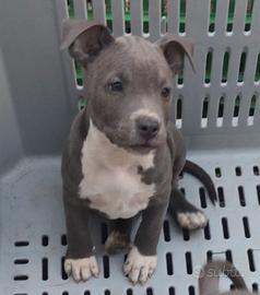 Cucciola di Amstaff Blue con pedigree ENCI