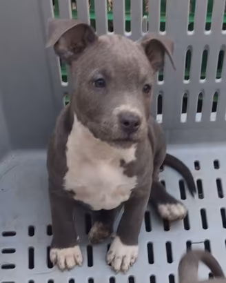 Cucciola di Amstaff Blue con pedigree ENCI