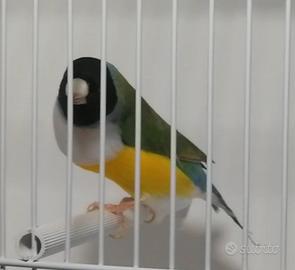 Diamanti di Gould petto bianco
