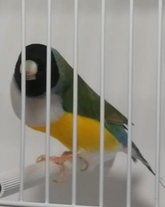 Diamanti di Gould petto bianco