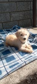 maltipoo cucciola 