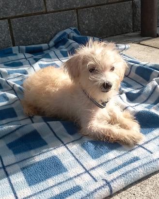 maltipoo cucciola 