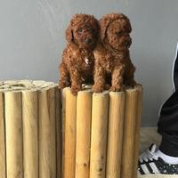 Barboncino Toy