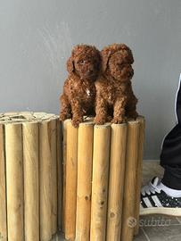 Barboncino Toy
