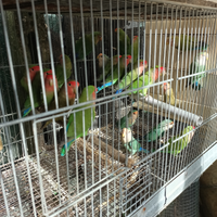 Galopsite, inseparabili,coccoride, parrocchetti