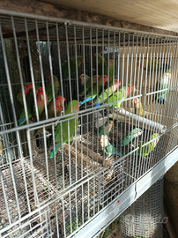 Galopsite, inseparabili,coccoride, parrocchetti