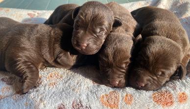 Cuccioli di Labrador color cioccolato
