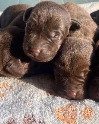 Cuccioli di Labrador color cioccolato