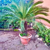 Pianta Cycas