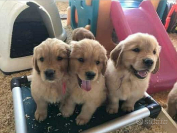 Golden Retriever Americano