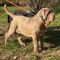 Mastino Napoletano Fulva