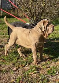 Mastino Napoletano Fulva