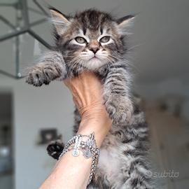 cucciolo gatto siberiano pedigree 