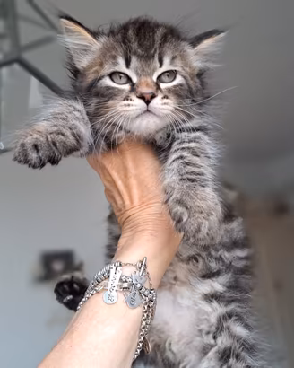 cucciolo gatto siberiano pedigree 