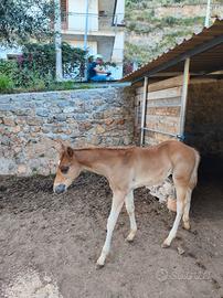 Puledro 