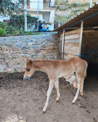 Puledro 
