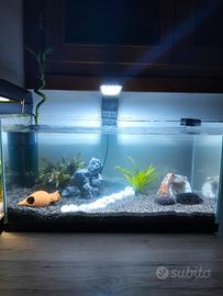 acquario già allestito 54l