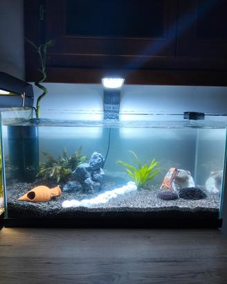 acquario già allestito 54l