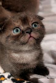 Scottish fold
