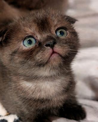 Scottish fold
