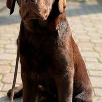 Cuccioli labrador chocolate