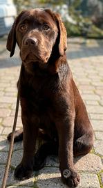 Cuccioli labrador chocolate