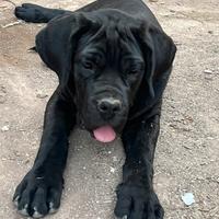 Cucciolo cane corso, Emy