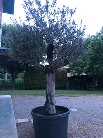 ulivo ornamentale spagnolo provenienza andalusia