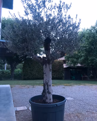 ulivo ornamentale spagnolo provenienza andalusia