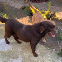 Labrador Chocolate