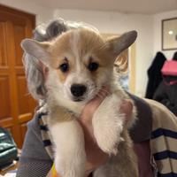 Cucciola disponibile