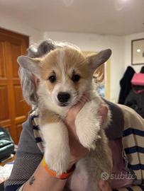 Cucciola disponibile