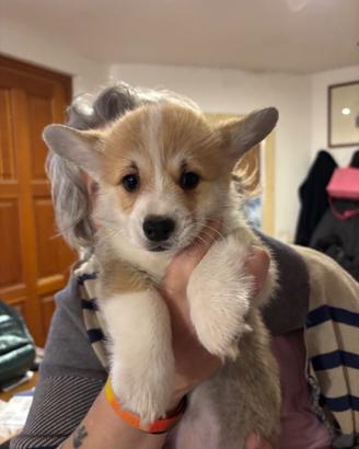 Cucciola disponibile