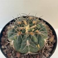 🌵piante grasse-cactus-succulente-collezione🌵