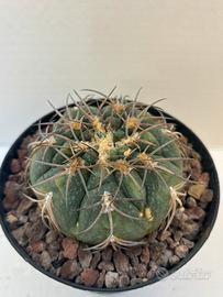 🌵piante grasse-cactus-succulente-collezione🌵