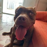 Pitbull red nose ukc per MONTA