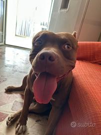 Pitbull red nose ukc per MONTA