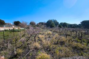 Terreno agricolo nicolosi 1000mq