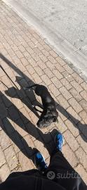 American pit bull terrier