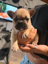 Cagnolina di bulldog francese