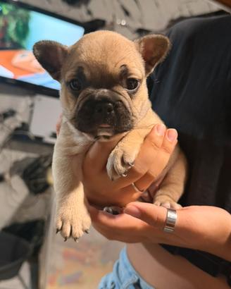 Cagnolina di bulldog francese