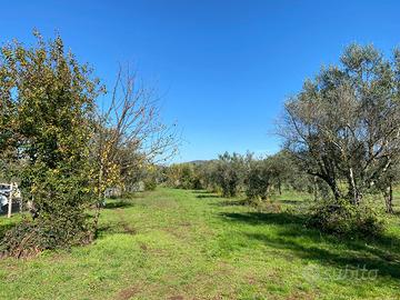 GALLICANO NEL LAZIO: TERRENO AGRICOLO