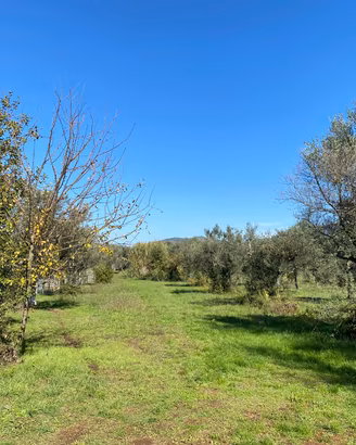 GALLICANO NEL LAZIO: TERRENO AGRICOLO