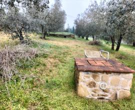 Terreno con olivi loc. Sitorni Arezzo