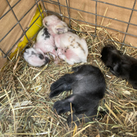 Disponibili conigli testa di Leone