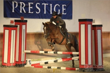 Femmina saura del 2020 per salto ostacoli