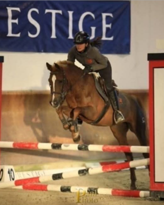 Femmina saura del 2020 per salto ostacoli