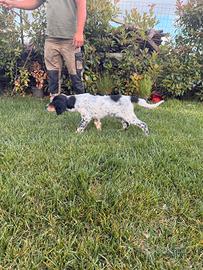 Cucciolo di Setter Inglese con pedigree